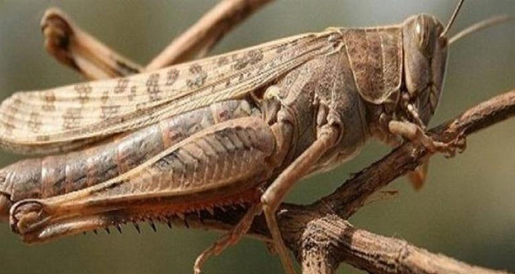 Le 95-HEE des criquets du désert à Sidi al -Tuy et les zones environnantes de Bin Qirdan