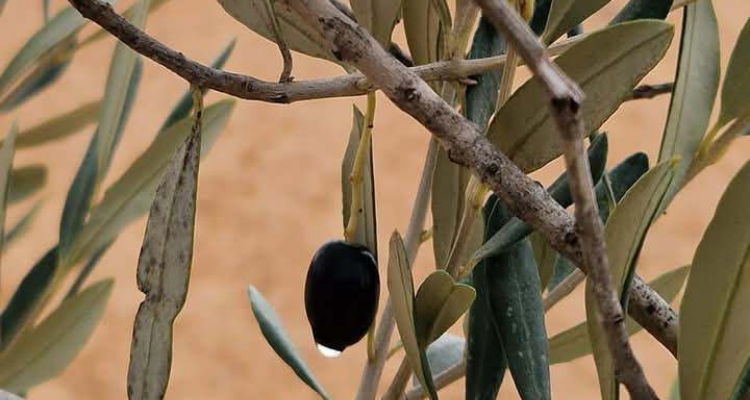 Des dizaines de milliers d'origines de l'al-zayatine contre l'insecte de mites