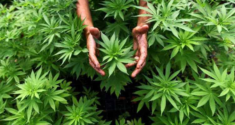 Garder un jeune homme pour la culture de l'histoire