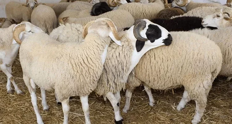 بـ 21.900 د للكلغ الحي: إنطلاق عمليات بيع أضاحي العيد في نقاط البيع المنظمة