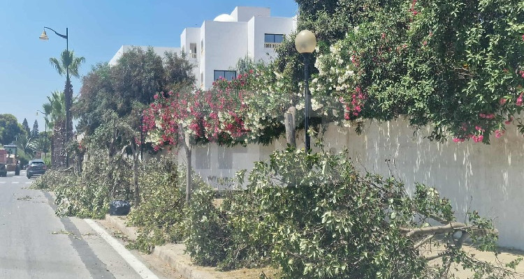Les touristes et les visiteurs sont égaux à la coupe des arbres à Yasmine Hammamet