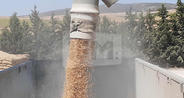 L'État de Beja a fourni environ 57% de la production nationale d'excellentes graines