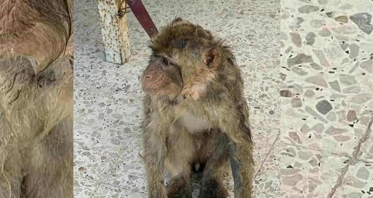 La cellule de conseil agricole de Bin Qirdan reçoit le singe qui a été trouvé dans la région