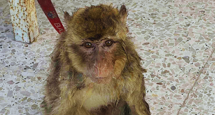 Trouvez un singe dans la région d'Al-Sayah