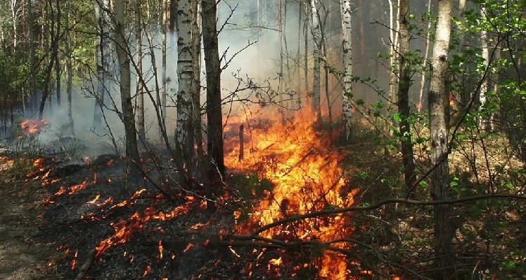 Un incendie atteint un demi-hectare de la forêt dans la région de Boujaba