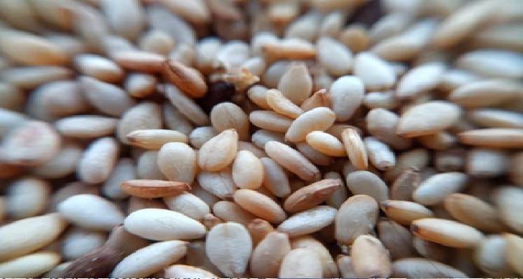 Graines excellentes et régulières se vendant pour la saison des céréales 2026-2025