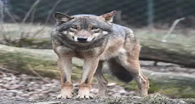 Un certain nombre de personnes de Sidi Ismail Baba Bajah Yestochu