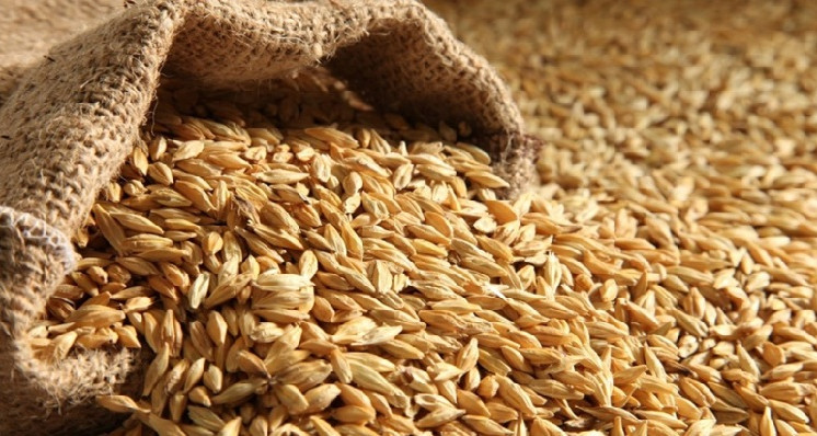 D'excellentes graines couvrent les besoins des agriculteurs et fournissent des engrais après mon frère