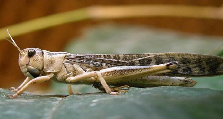 Le Comité de vigilance et de lutte antiacridienne suit l'évolution de la situation actuelle du criquet pèlerin.