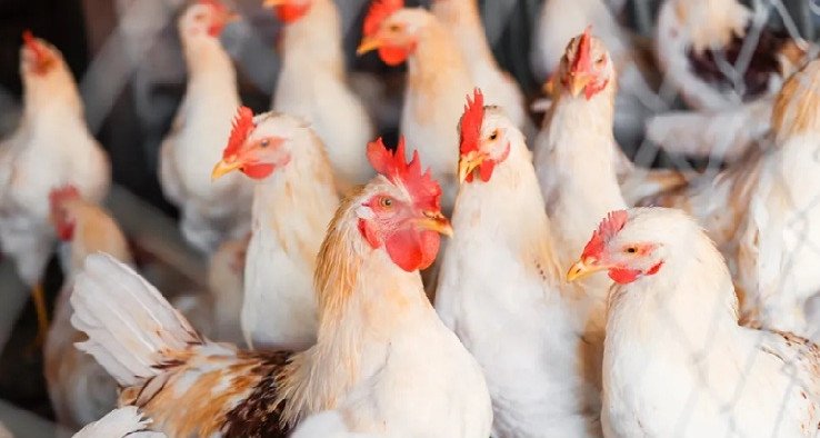 Manifestation à la Société tunisienne de volailles à Nabeul