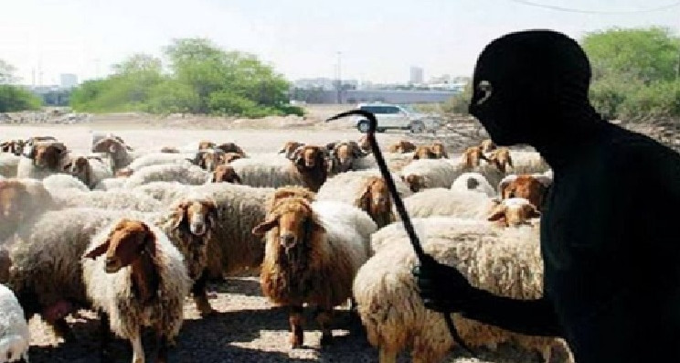 Déjouer le vol de 40 moutons et arrêter deux personnes