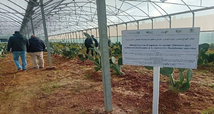 Un atelier scientifique pour lutter contre la cochenille et protéger la figue de Barbarie