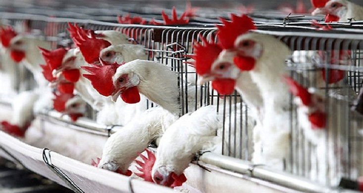 Le ministère du Commerce ouvre des recherches sur les opérations spéculatives illégales dans le secteur